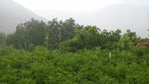 Scenic view of trees and mountains against sky