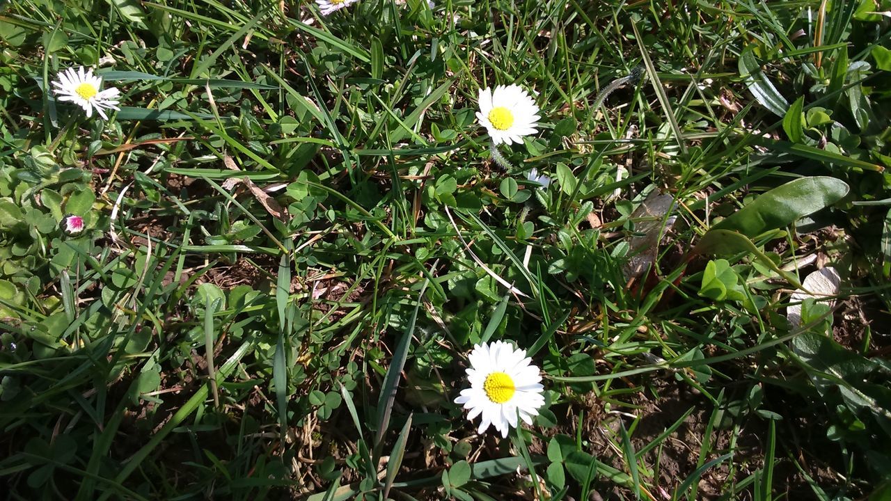 FLOWERS BLOOMING IN SPRING