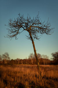 Bare tree on field against sky