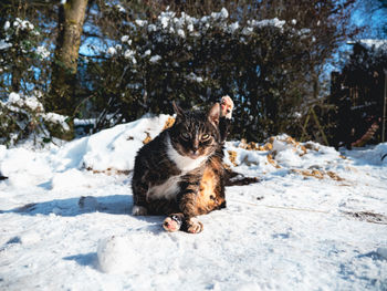 Calico street cat sitting on snow