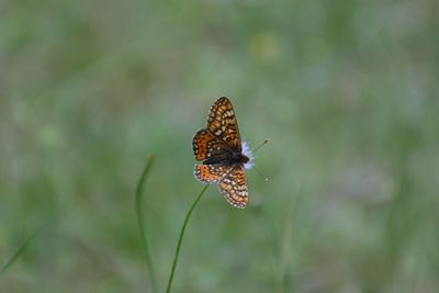 Butterfly pollinating flower