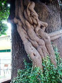 Close-up of tree trunk