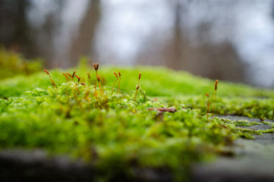 Close-up of ant on plant