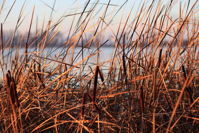 Close-up of grass against sky during sunset