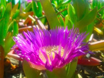 Close-up of purple flower blooming outdoors