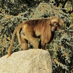 Side view of monkey on rock against trees