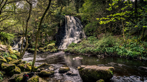 Scenic view of waterfall in forest