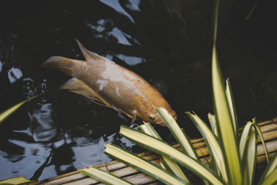 Close-up of fish swimming in lake