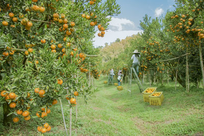 View of fruits and plants in field