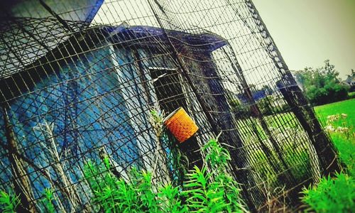 Close-up of bird in cage