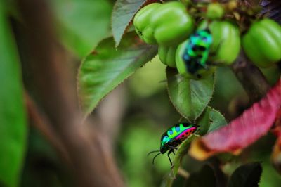 Close-up of insect on plant