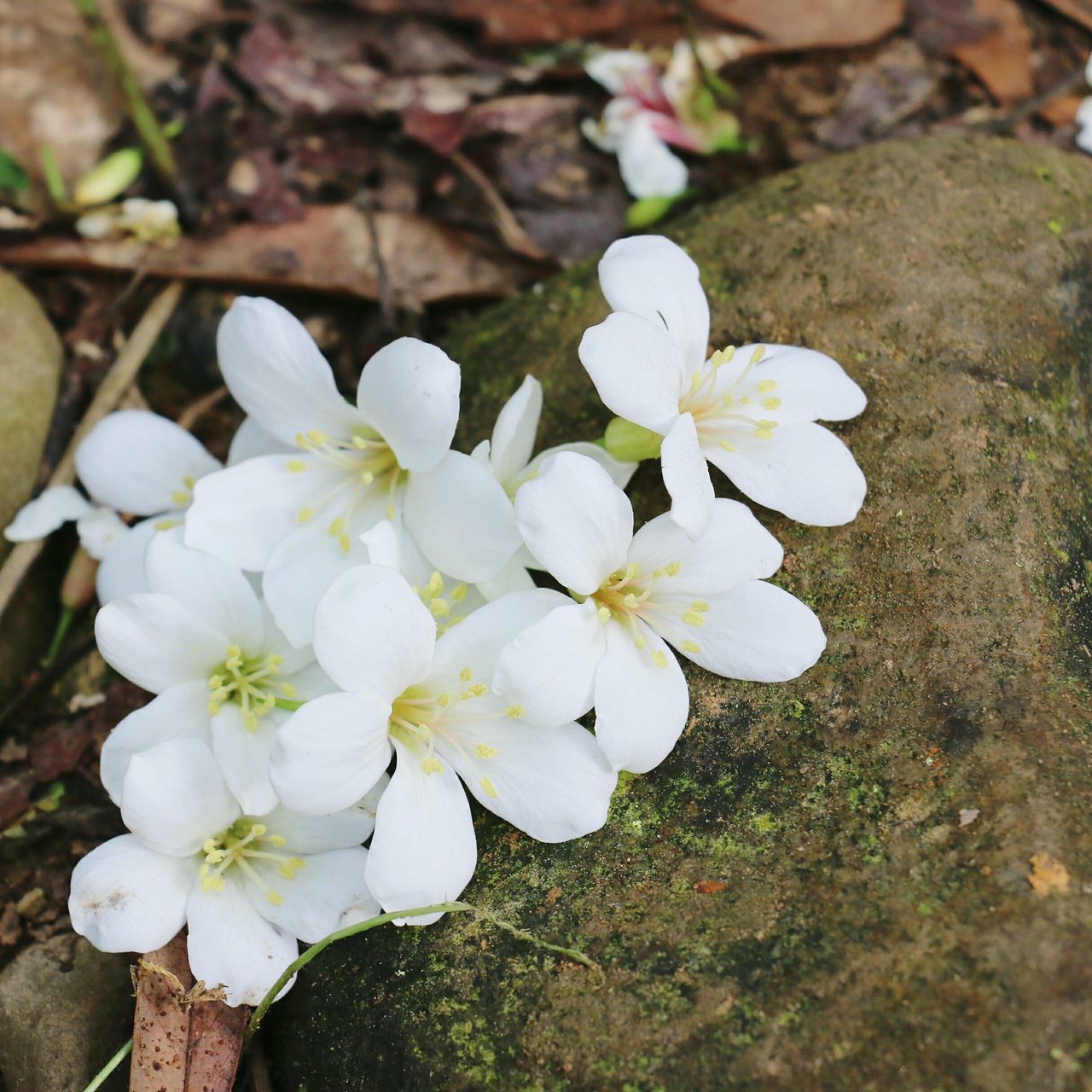 flower, white color, freshness, growth, fragility, petal, beauty in nature, flower head, focus on foreground, nature, close-up, white, blooming, in bloom, blossom, plant, high angle view, stamen, day, botany