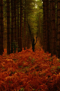 Trees in forest during autumn