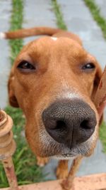 Close-up portrait of dog