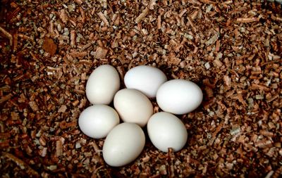 High angle view of eggs on pebbles