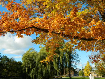 Low angle view of trees against sky