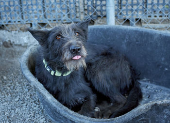 Portrait of dog looking away