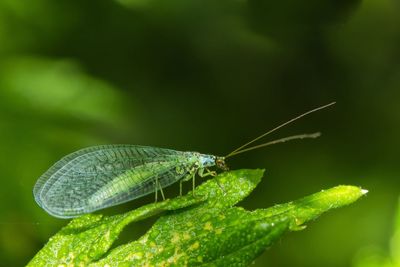 Close-up of insect on plant