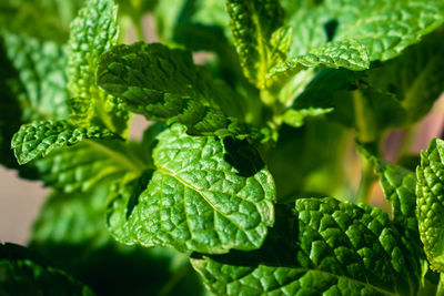 Close-up of plant