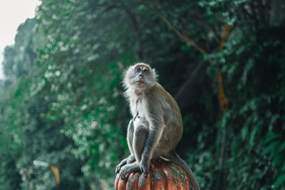 Monkey sitting on metal against tree