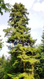 Low angle view of trees against sky