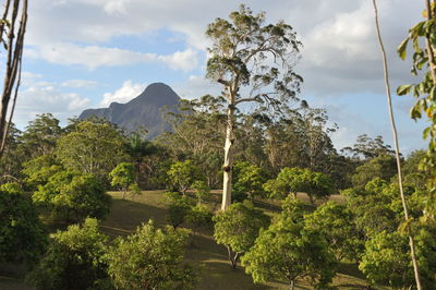 Scenic view of trees and mountains against sky