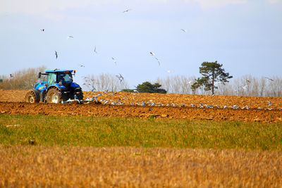 View of birds flying over field