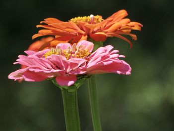 Close-up of pink rose flower