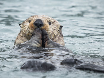 Close-up of otter swimming in sea