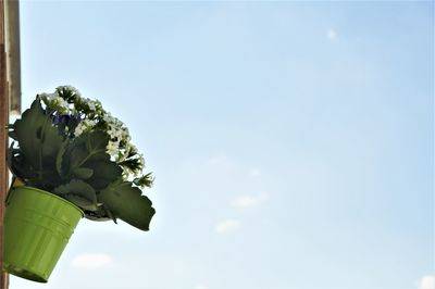 Low angle view of plant against clear sky