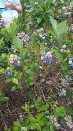 Close-up of fresh flowers on tree