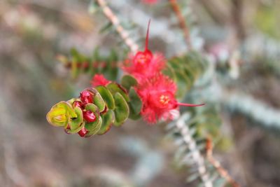 Close-up of red berries on plant