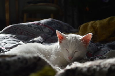 White cat sleeping on bed