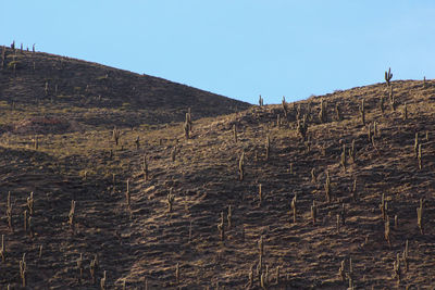 Low angle view of landscape against clear sky