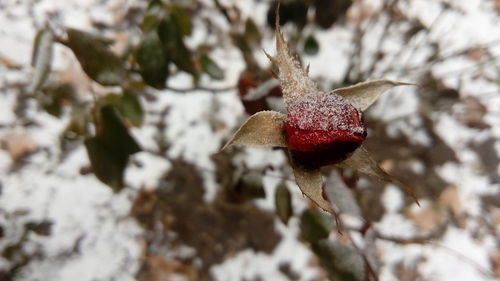 Close-up of snow on plant