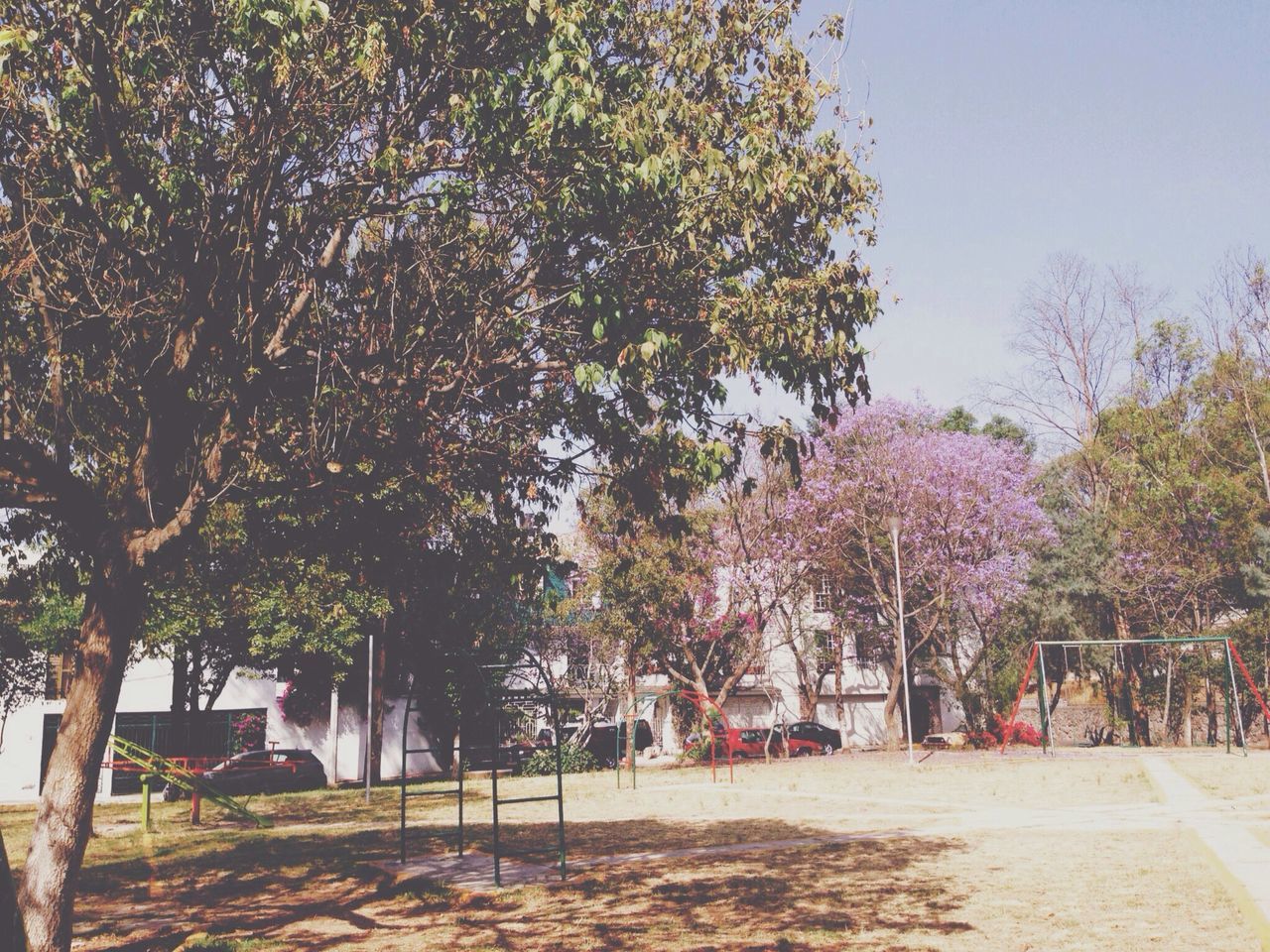 tree, building exterior, growth, park - man made space, sunlight, built structure, incidental people, architecture, sky, branch, street, person, nature, large group of people, day, outdoors, men, clear sky, lifestyles