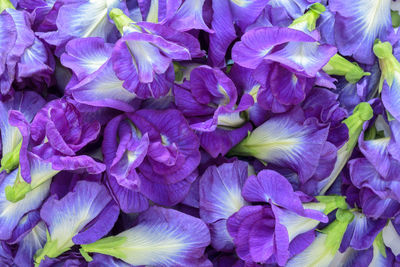 Full frame shot of purple flowering plant