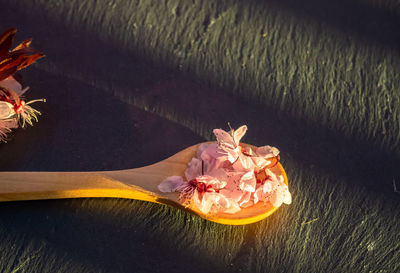 High angle view of pink flower on plant