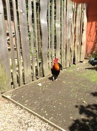 Bird perching on red outdoors