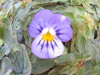 Close-up of purple flowers