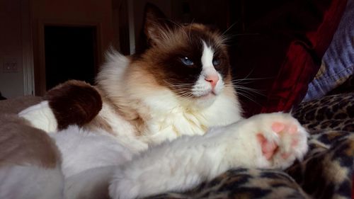 Close-up of ragdoll cat relaxing on bed at home