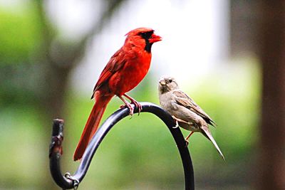 Close-up of bird perching on red outdoors