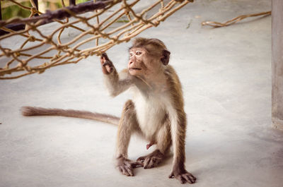 Monkey holding rope