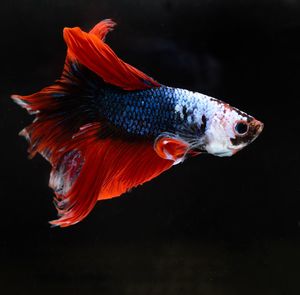 Close-up of fish swimming in sea