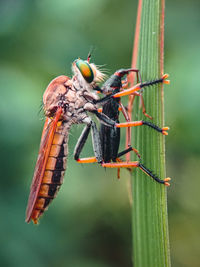 Close-up of insect on plant