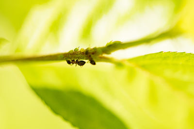 Close-up of insect on leaf