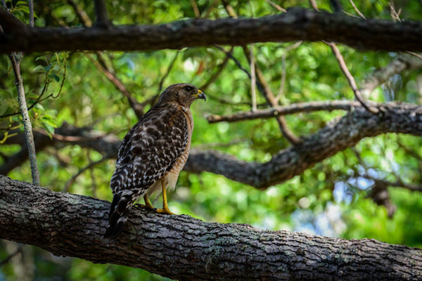 CLOSE-UP OF BIRD PERCHING ON TREE