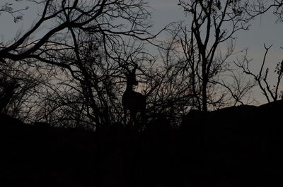 Low angle view of silhouette bare trees against sky