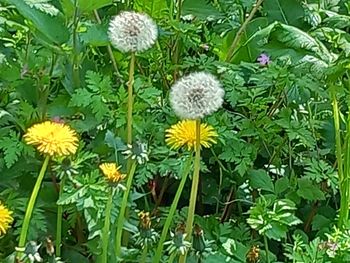 plant