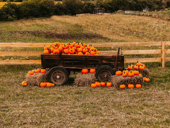 Orange pumpkins on field